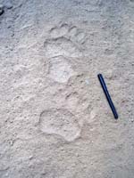 Bear tracks as Old Galloway Rd. becomes dirt