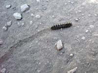 Caterpillar and tracks