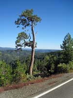 Sculpted pine, Henness Pass Rd.