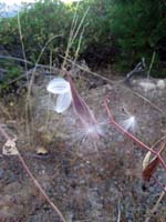 Milkweed seeds off Pliocene Ridge Rd.