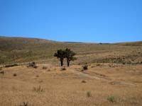 Pair of pinyon trees