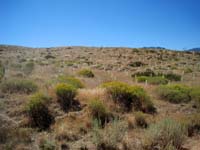 Replanting experiment among sagebrush