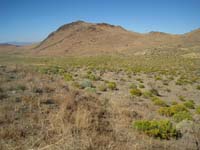 Flowering sagebrush