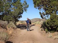 Pinyon sentries guarding Ophir Rd.