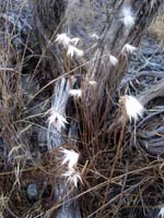 Remnants of wildflower fuzz