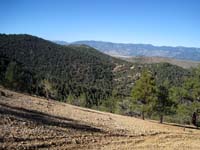 All-terrain vehicle tracks leading off jeep trail