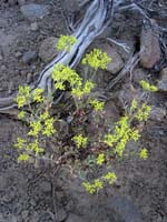 Unopened wild flowers