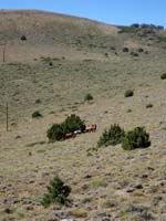 Wild horses in Spanish Ravine