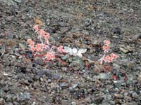 Wild buckwheat growing out of gravel roadbed