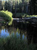 Goldenrod in afternoon light - Yuba River, South Fork