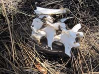 Bovine bones in pine grove, Donner Lake