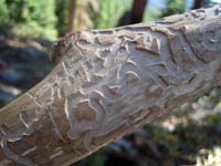 Labyrinth carved by beetle larvae