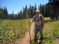 Trail through meadow of mule ears