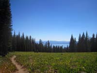 Sub-alpine meadow