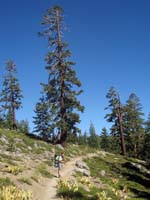 Dwarfed by a Ponderosa pine