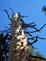 Wind-twisted pine