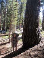 Toiyabe National Forest