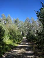 Jeep trail through aspens