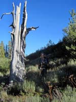 Sagebrush and shadows