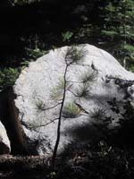 Sapling sheltered by granite boulder