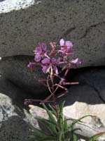 Wild larkspur