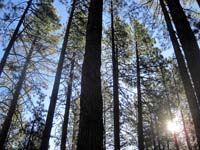 Tops of pines from camp site